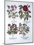 Four Variets of Dog Rose, from 'Hortus Eystettensis', by Basil Besler (1561-1629), Pub. 1613 (Hand-German School-Mounted Giclee Print