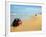 Four Wheel Drives, Seventy Five Mile Beach, Fraser Island, Queensland, Australia-David Wall-Framed Photographic Print