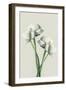 Four White Flowers-Incado-Framed Art Print