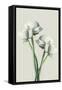 Four White Flowers-Incado-Framed Stretched Canvas
