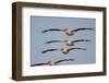 Four White Pelicans (Pelecanus Onolocratus) in Flight, Danube Delta, Romania, May 2009 Wwe Book-Presti-Framed Photographic Print