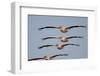 Four White Pelicans (Pelecanus Onolocratus) in Flight, Danube Delta, Romania, May 2009 Wwe Book-Presti-Framed Photographic Print