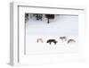 Four Wolves walking in snow, Yellowstone National Park, USA-Danny Green-Framed Photographic Print