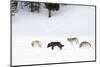 Four Wolves walking in snow, Yellowstone National Park, USA-Danny Green-Mounted Photographic Print
