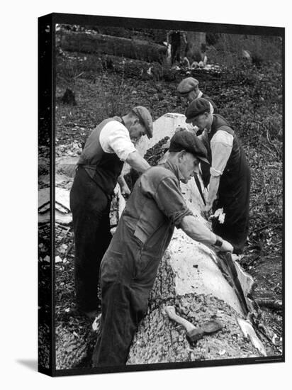 Four Working Class Men in Flat Caps Work as a Team Stripping Bark off a Huge Oak Tree-null-Stretched Canvas