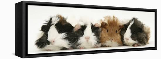 Four Young Guinea-Pigs-Mark Taylor-Framed Stretched Canvas