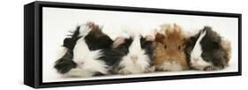 Four Young Guinea-Pigs-Mark Taylor-Framed Stretched Canvas