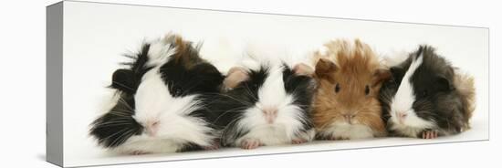 Four Young Guinea-Pigs-Mark Taylor-Stretched Canvas