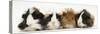 Four Young Guinea-Pigs-Mark Taylor-Stretched Canvas