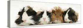 Four Young Guinea-Pigs-Mark Taylor-Stretched Canvas