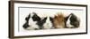 Four Young Guinea-Pigs-Mark Taylor-Framed Premium Photographic Print