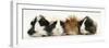 Four Young Guinea-Pigs-Mark Taylor-Framed Premium Photographic Print