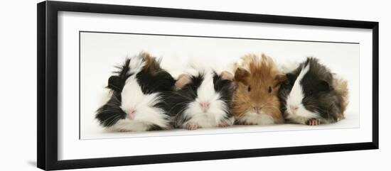 Four Young Guinea-Pigs-Mark Taylor-Framed Photographic Print