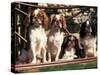 Four Young King Charles Cavalier Spaniels-Adriano Bacchella-Stretched Canvas