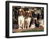 Four Young King Charles Cavalier Spaniels-Adriano Bacchella-Framed Photographic Print