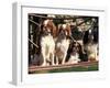 Four Young King Charles Cavalier Spaniels-Adriano Bacchella-Framed Photographic Print
