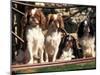 Four Young King Charles Cavalier Spaniels-Adriano Bacchella-Mounted Photographic Print