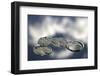 Four-Bror Johansson-Framed Photographic Print