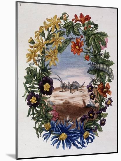 Fourmi - by Maria Sibylla Merian, 18Th Century-Maria Sibylla Graff Merian-Mounted Giclee Print