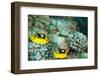 Fourspot Butterfly Fish-Michele Westmorland-Framed Photographic Print