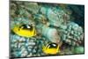 Fourspot Butterfly Fish-Michele Westmorland-Mounted Photographic Print