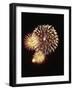 Fourth of July Firework Display, Portsmouth, Rhode Island, New England, USA-Robert Francis-Framed Photographic Print