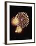 Fourth of July Firework Display, Portsmouth, Rhode Island, New England, USA-Robert Francis-Framed Photographic Print