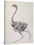 Fowl: Lateral View, Deeply Disecting-George Stubbs-Stretched Canvas