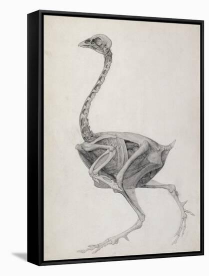 Fowl: Lateral View, Deeply Disecting-George Stubbs-Framed Stretched Canvas