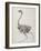 Fowl: Lateral View, Deeply Disecting-George Stubbs-Framed Giclee Print