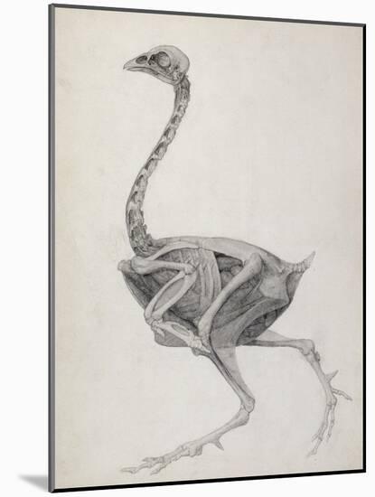 Fowl: Lateral View, Deeply Disecting-George Stubbs-Mounted Giclee Print