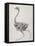 Fowl: Lateral View, Deeply Disecting-George Stubbs-Framed Stretched Canvas