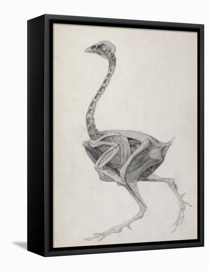 Fowl: Lateral View, Deeply Disecting-George Stubbs-Framed Stretched Canvas