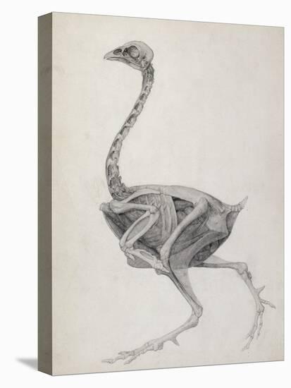 Fowl: Lateral View, Deeply Disecting-George Stubbs-Stretched Canvas