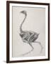 Fowl: Lateral View, Deeply Disecting-George Stubbs-Framed Giclee Print