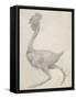 Fowl: Lateral View with Most Feathers Removed-George Stubbs-Framed Stretched Canvas