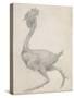 Fowl: Lateral View with Most Feathers Removed-George Stubbs-Stretched Canvas
