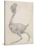 Fowl: Lateral View with Most Feathers Removed-George Stubbs-Stretched Canvas