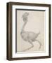 Fowl: Lateral View with Most Feathers Removed-George Stubbs-Framed Giclee Print