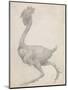 Fowl: Lateral View with Most Feathers Removed-George Stubbs-Mounted Giclee Print