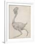 Fowl: Lateral View with Most Feathers Removed-George Stubbs-Framed Giclee Print