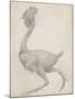 Fowl: Lateral View with Most Feathers Removed-George Stubbs-Mounted Giclee Print