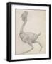 Fowl: Lateral View with Most Feathers Removed-George Stubbs-Framed Giclee Print