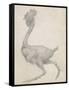 Fowl: Lateral View with Most Feathers Removed-George Stubbs-Framed Stretched Canvas