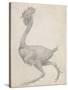 Fowl: Lateral View with Most Feathers Removed-George Stubbs-Stretched Canvas