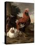 Fowl (Oil on Canvas)-Melchior de Hondecoeter-Stretched Canvas