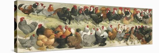 Fowl-Alexander Francis Lydon-Stretched Canvas