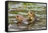 Fowler Frog-Gary Carter-Framed Stretched Canvas