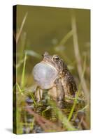 Fowler Frog-Gary Carter-Stretched Canvas