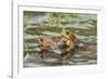 Fowler Frog-Gary Carter-Framed Photographic Print